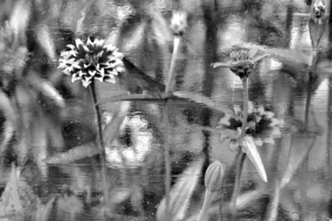 Живопись природы.