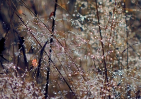 Утренняя роса