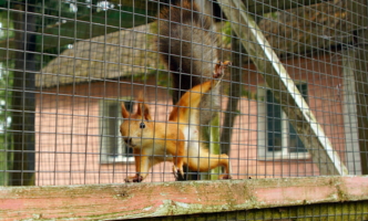 Что принёс?