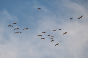 Летят журавли