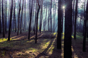 Утренний лес