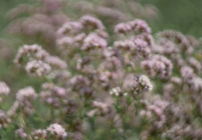 Аромат душицы.