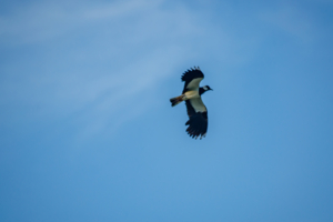 Не волнуйтесь, чибис!