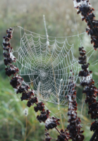 осенние кружева