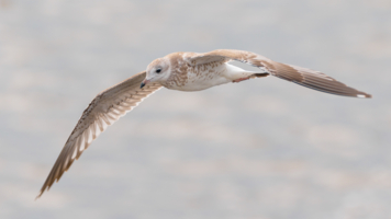 На воздушных потоках.