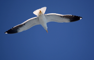 Широко расправив крылья