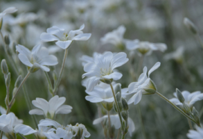 Волшебные цветы