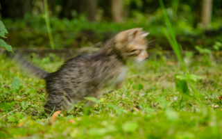 Motion blur котёнка
