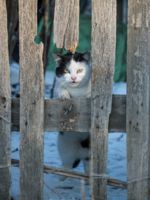 - Кто мой забор сломал?!!