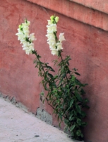 Природа и урбанизм