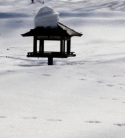 корма нет...