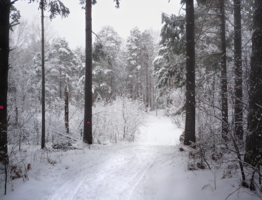 Прогулка на лыжах