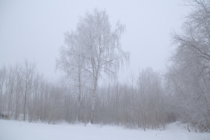 Зима в серебре