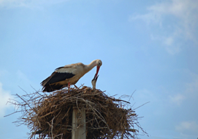 Расти большим.