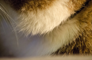 Котэ. Фрагмент