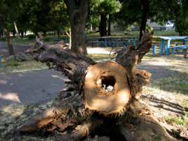 Пенек с дыркой