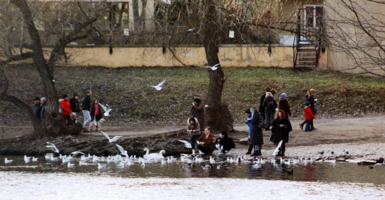 Забота о птицах.