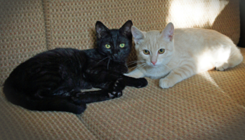 Всегда вместе