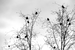 Свиристели