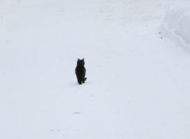 выхожу один я на дорогу...