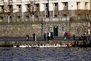 Забота о птицах.