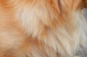 Когда шерстка чистая