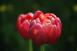 Без света и тьмы не почувствуешь красоты