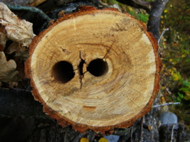 - А оно смотрело на меня...