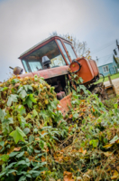 Летальное единство