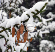 Мороз снежком укутывал...
