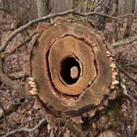 Достань сюрприз!