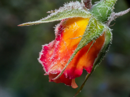 Лёд и пламя