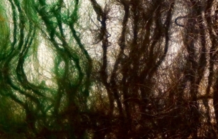 В шерстяном лесу