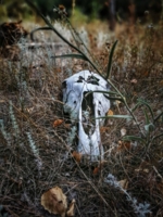 Жизнь и смерть всегда рядом