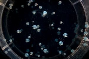 ...в созвездие Горгоны