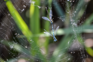 Свобода близко, сеть разорвана...