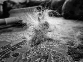 Такие они, котики.