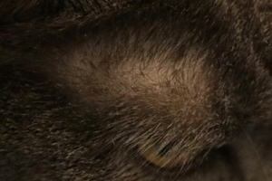 Я всё вижу...