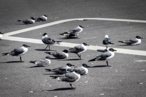 Чайки в цвете