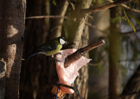 Синичкина радость