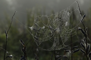 Требуется срочная починка!