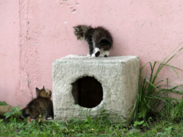 Котюрморт с дыркой