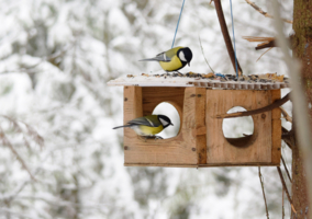 Каждой синичке по дырке