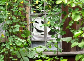 Улыбка в окне