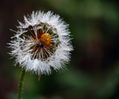 Божья коровка