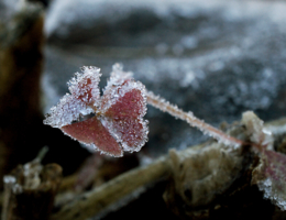 Подморозило ууу-дачу