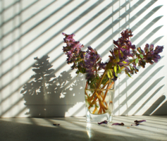 Подснежники