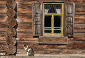 Кошка у окошка