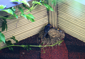 Удача в дом