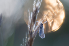 Акварелью нарисую утро
